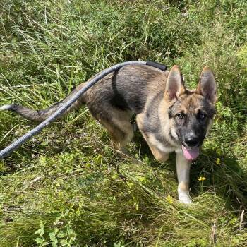 Midnight -  Shepherd Dog for Adoption in Enfield, New Hampshire - Midnight | PetCurious
