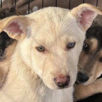 Husky and German Shepherd Dog Dogs Available for Adoption - Chippa | PetCurious