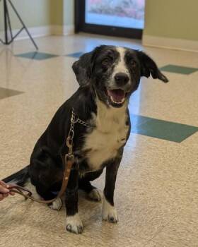 Kenzie -  Labrador Retriever and Australian Shepherd Dog for Adoption in Hastings, Nebraska - Kenzie | PetCurious