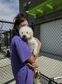 Bichon Frise Dogs Available for Adoption in Dyer, Indiana - Kiki | PetCurious