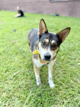 Rescue Siberian Husky Dogs for Adoption in Angleton, Texas - Chloe Chex | PetCurious