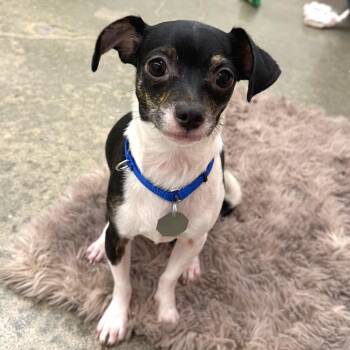 Chihuahua and Pug Dogs Available for Adoption in Woodinville, Washington - Gigi | PetCurious