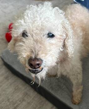 Nico -  Poodle Dog for Adoption in Monroe, North Carolina - Nico | PetCurious
