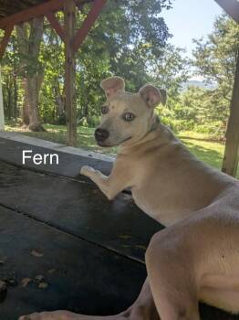 Fern -  Labrador Retriever and Terrier Dog for Adoption in Silver Spring, Maryland - Fern | PetCurious