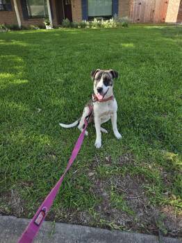 Rescue Cattle Dog Dogs for Adoption in Spring, Texas - Louella | PetCurious