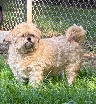 Rascal -  Shih Tzu Dog for Adoption in Wilkesboro, North Carolina - Rascal | PetCurious