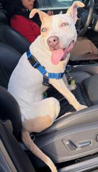 Tulip -  Mixed Breed Dog for Adoption in Atlanta, Georgia - Tulip | PetCurious