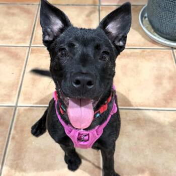 SUNNY -  Black Labrador Retriever Dog for Adoption in Largo, Florida - SUNNY | PetCurious