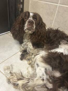 Tank -  Cocker Spaniel Dog for Adoption in Osage Beach, Missouri - Tank | PetCurious