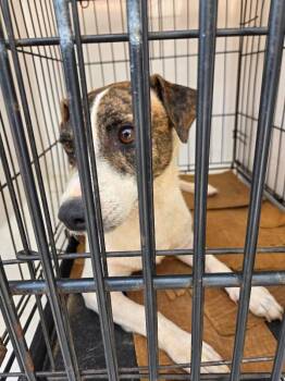 Fiona -  Jack Russell Terrier Dog for Adoption in Mobile, Alabama - Fiona | PetCurious