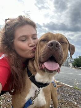 Rescue Mixed Breed Dogs for Adoption in West Chester, Pennsylvania - Vito FKA Dog 1 | PetCurious