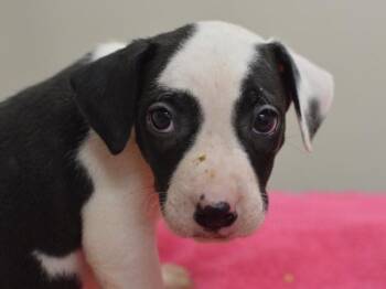 Mina -  Pit Bull Terrier and Mixed Breed Dog for Adoption in Portland, Oregon - Mina | PetCurious