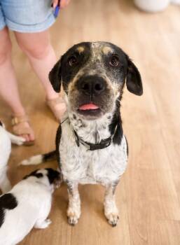 Cattle Dog Dogs Available for Adoption - Love | PetCurious