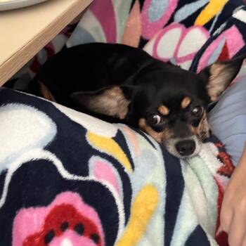 Posey -  Chihuahua Dog for Adoption in Pittsburg, Kansas - Posey | PetCurious