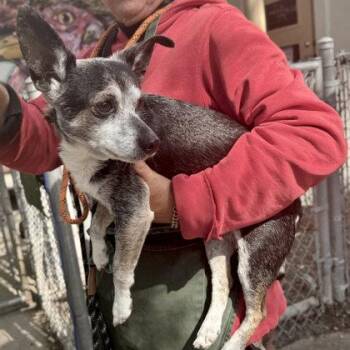Chihuahua Dogs Available for Adoption in Oakland, California - Ori | PetCurious