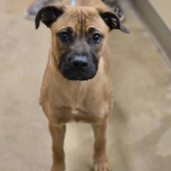 Boxer Dogs Available for Adoption - Jorja | PetCurious