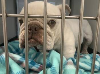DOZER -  American Bulldog and Mixed Breed Dog for Adoption in San Jose, California - DOZER | PetCurious