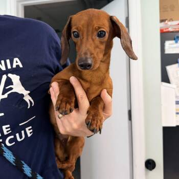 Dachshund Dogs Available for Adoption in Phoenixville, Pennsylvania - Kelcie | PetCurious