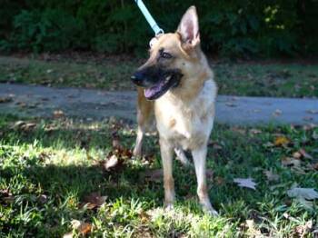 Frida -  Mixed Breed Dog for Adoption in West Chester, Pennsylvania - Frida | PetCurious