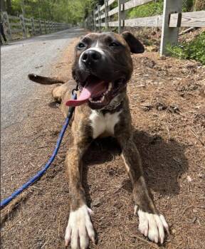 Pit Bull Terrier Dogs Available for Adoption in Philadelphia, Pennsylvania - Bacon | PetCurious