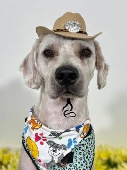 Wheaten Terrier and Cockapoo Dogs Available for Adoption in Carlsbad, California - Erik | PetCurious