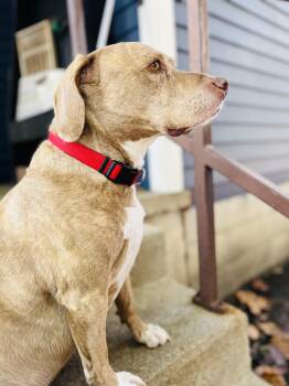 Rescue Beagle and American Staffordshire Terrier Dogs for Adoption in Bethel, Ohio - Andy | PetCurious