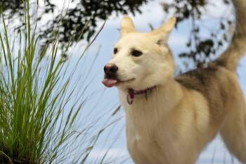 Siberian Husky Dogs Available for Adoption in Walnut Creek, California - Calypso | PetCurious