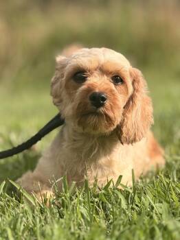 Blondie-Transport -  Miniature Poodle Dog for Adoption in Gradyville, Kentucky - Blondie-Transport | PetCurious
