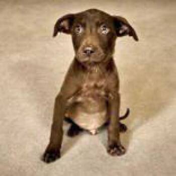 Dopey -  Chihuahua and Labrador Retriever Dog for Adoption in Portsmouth, Ohio - Dopey | PetCurious