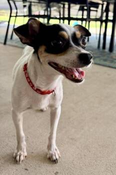 Maggie -  Chihuahua and Terrier Dog for Adoption in Liverpool, Texas - Maggie | PetCurious