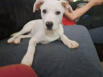 Maddie -  Mixed Breed Dog for Adoption in Grand Rapids, Michigan - Maddie | PetCurious