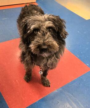 Poodle and Dachshund Dogs Available for Adoption in Bowmanville, Ontario - Tina | PetCurious