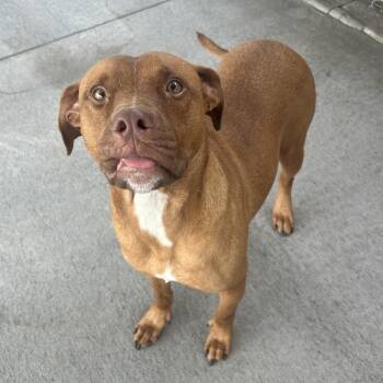 Marcel -  Mixed Breed Dog for Adoption in Emporia, Kansas - Marcel | PetCurious