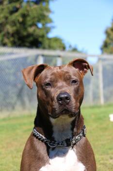 Luigi -  American Bully and Boxer Dog for Adoption in Appin, Ontario - Luigi | PetCurious