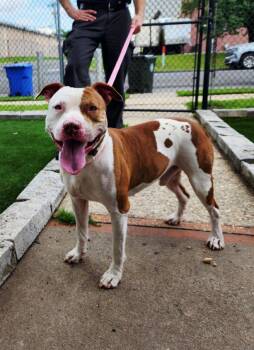 Rescue American Staffordshire Terrier Dogs for Adoption in Perth Amboy, New Jersey - Pancho | PetCurious