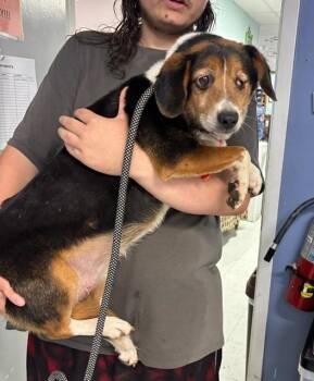 Pickle -  Beagle Dog for Adoption in Elmsford, New York - Pickle | PetCurious