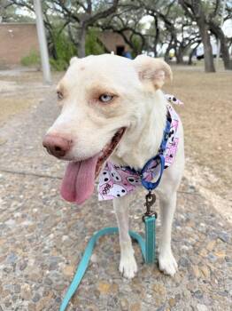 Hope -  Mixed Breed Dog for Adoption in Austin, Texas - Hope | PetCurious