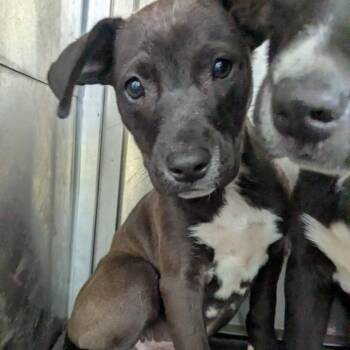 Pit Bull Terrier Dogs Available for Adoption in Birmingham, Alabama - Buttercup | PetCurious