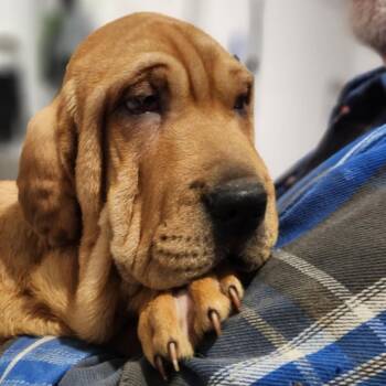 Rescue Basset Hound and Shar Pei Dogs for Adoption in Southington, Ohio - Appelonia | PetCurious