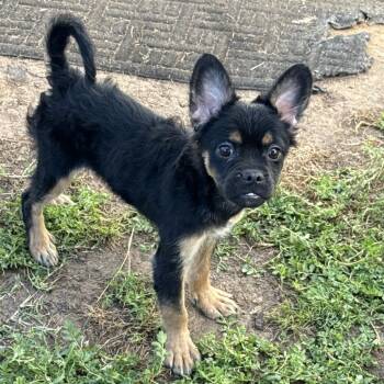 French Bulldog and Yorkshire Terrier Dogs Available for Adoption - Truffle | PetCurious