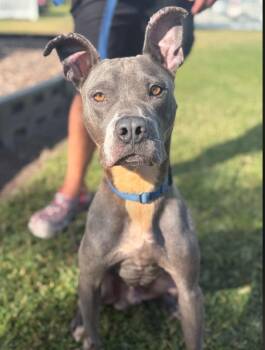 Apollo -  Pit Bull Terrier Dog for Adoption in Osteen, Florida - Apollo | PetCurious