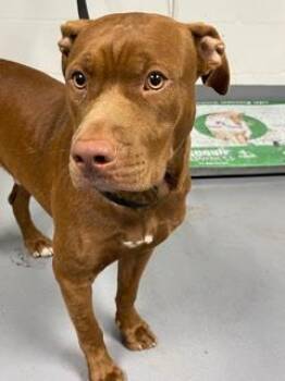 Pit Bull Terrier and Mixed Breed Dogs Available for Adoption - Bruno - 2 | PetCurious