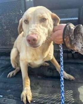 Labrador Retriever Dogs Available for Adoption - Sadie | PetCurious