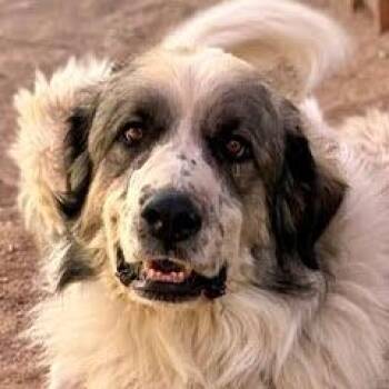 Rescue Anatolian Shepherd and Great Pyrenees Dogs for Adoption in Green Valley, Arizona - Zeus | PetCurious