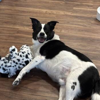 Border Collie Dogs Available for Adoption in Midland, Michigan - Prince Courtesy Listed | PetCurious