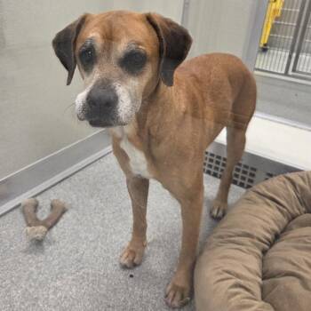 Loretta -  Mixed Breed Dog Available for Adoption in Oak Brook, Illinois - Loretta | PetCurious
