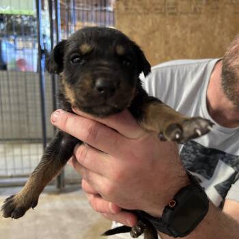 Mixed Breed Dogs Available for Adoption in Leander, Texas - Snackolina (Pink) | PetCurious