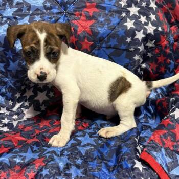 Pointer and Mixed Breed Dogs Available for Adoption in Fredericksburg, Virginia - Thunder Tyler | PetCurious