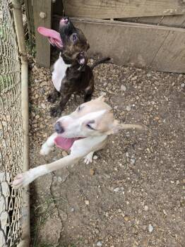 Jr. -  Pit Bull Terrier Dog for Adoption in Jackson, Mississippi - Jr. | PetCurious