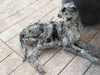 Bernedoodle Dogs Available for Adoption in Kemmerer, Wyoming - Bingo | PetCurious